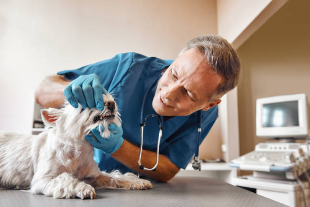  Eloy, AZ Emergency Dentist Pros